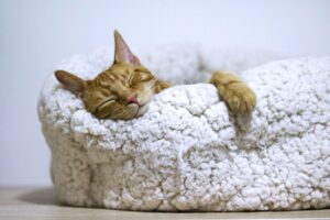 aleksandar-cvetanovic-A7nK49HCqSI-unsplash-300x200 Allow yourself to feel "DUMB"
